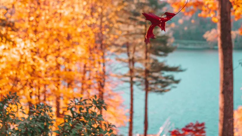 Red autumn leaf with golden foliage and lake water in the background.
