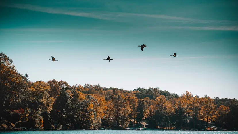 Birds flying above autumn trees along Candlewood Lake.