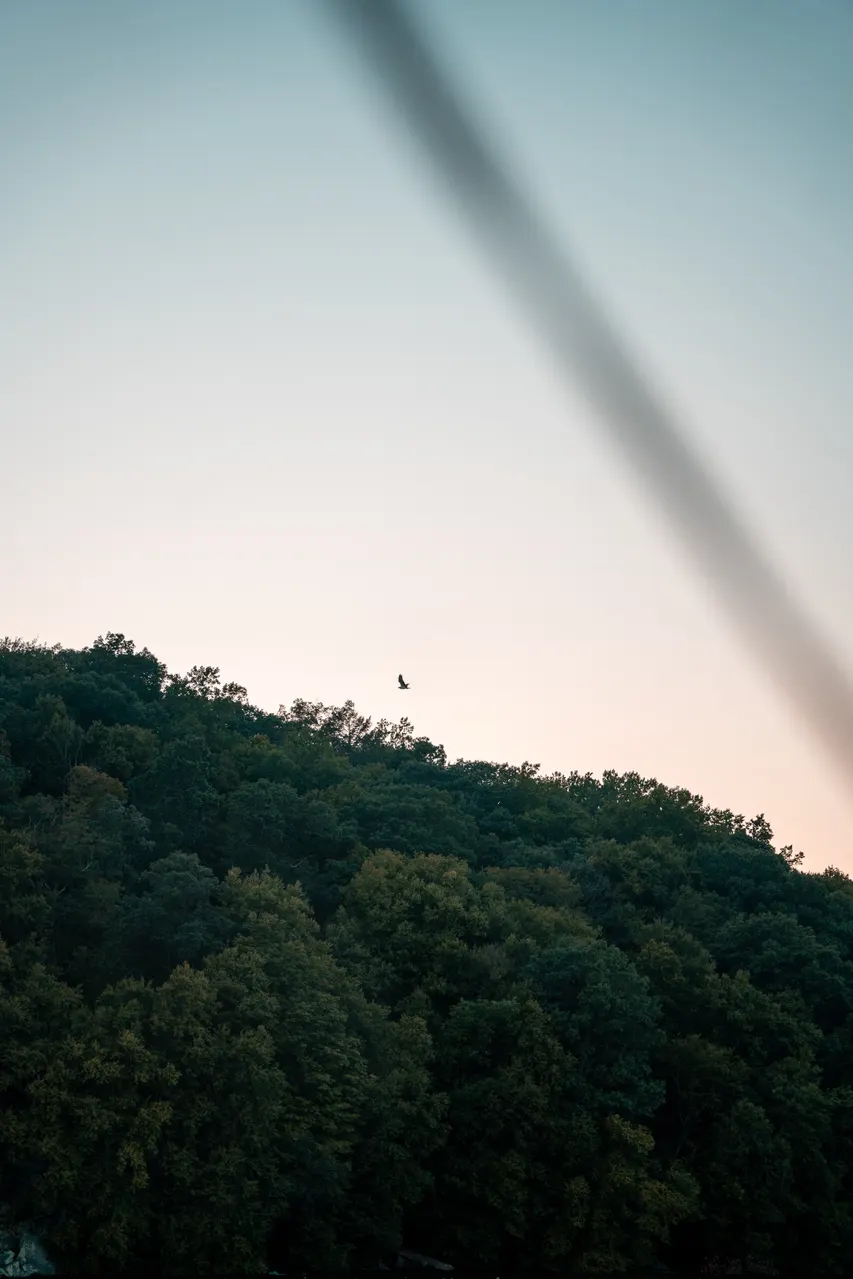 A bird flying above a wooded lakeshore beneath a pale evening sky.